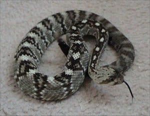 coiled black tailed rattlesnake
