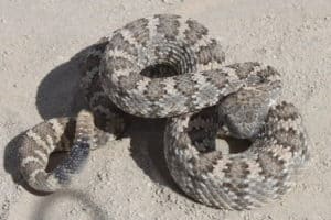 coiled gray rattler on sand