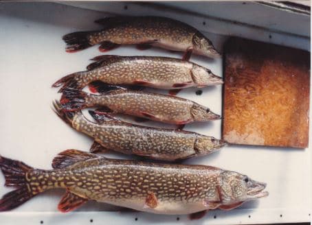 Five northern pike on cutting block