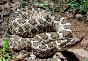 desert massasauga rattler in wild