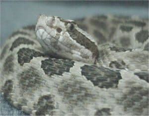 coiled gray western massasauga rattlesnake