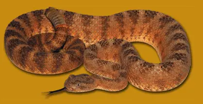 tiger rattlesnake versus orange background