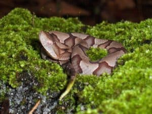 young copperhead snake coiled in moss