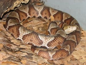 coiled copperhead snake