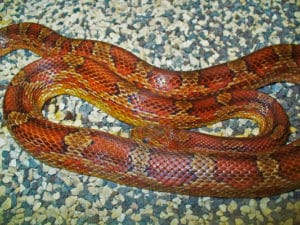 corn snake on rocks