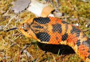 hognose snake puffing neck