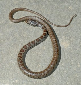 juvenile black racer snake on pavement