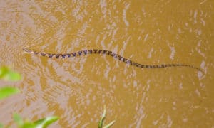 water snake in river