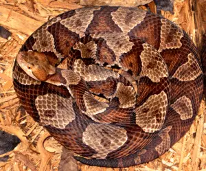 Coiled adult copperhead snake
