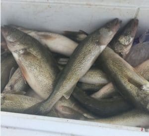 Cooler full of walleye