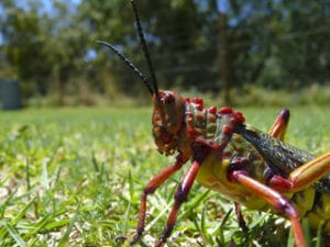 close up of grasshopper on lawn