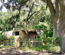 swamp roadside shack overgrown