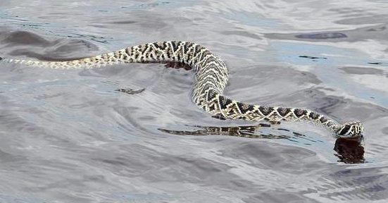 eastern diamondback rattlesnake swimming