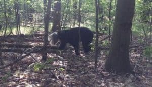bear in woods with bucket stuck on head