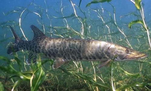 muskie fish swimming in lake reeds