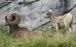 two big horn sheep by rock