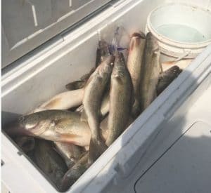 Cooler full of walleye