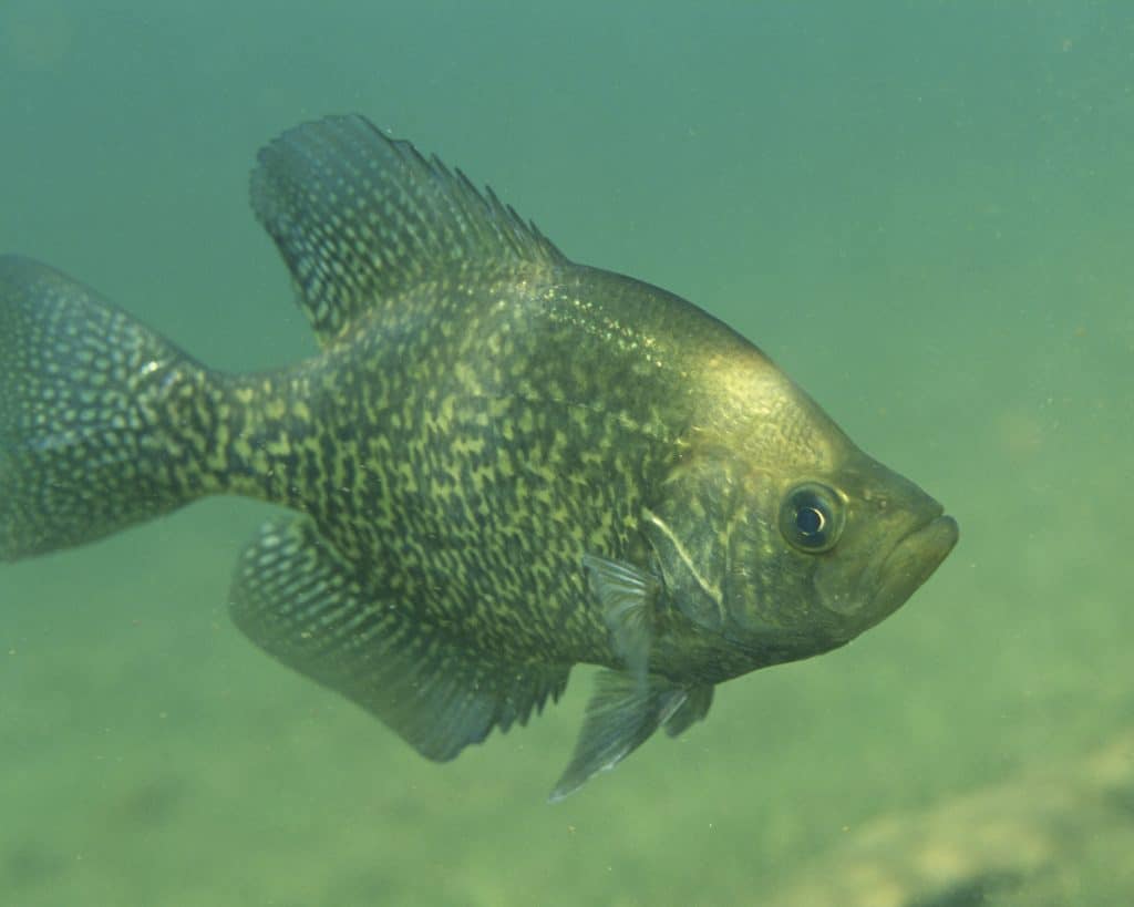 black croppie fish in water