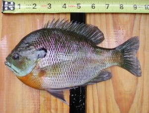 bluegill against ruler