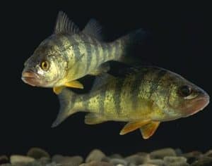 two yellow perch in dark water