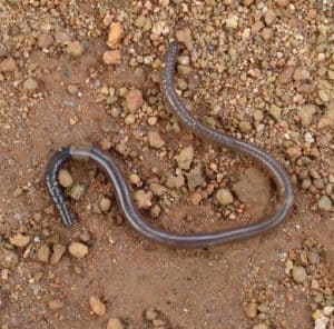 Earthworm on dirt