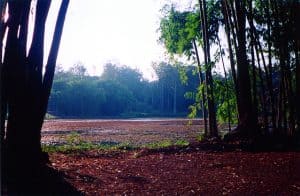 morning in the swamp