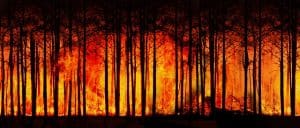 large forest fire