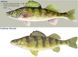 walleye perch comparison photo