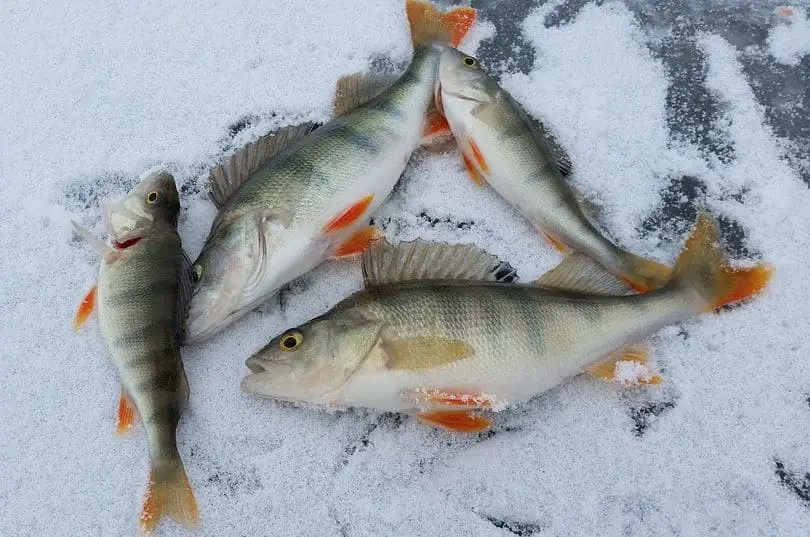 Yellow perch on ice