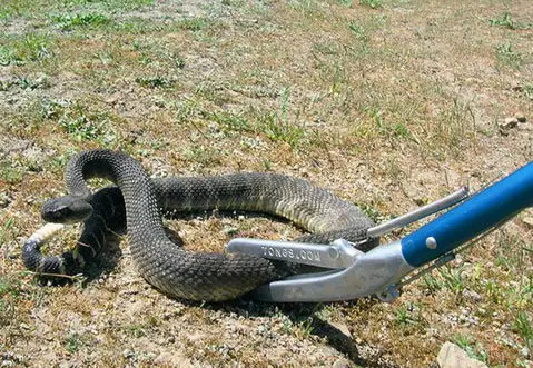 rattlesnake held by snake tongs