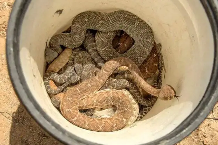 Bucket full of rattlesnakes