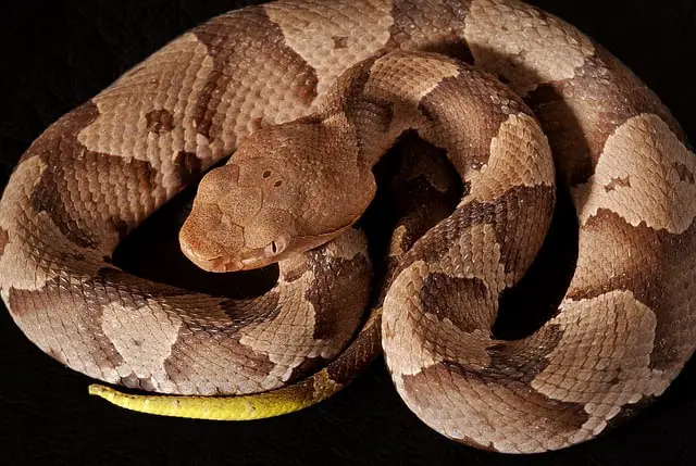 young baby copperhead yellow tail