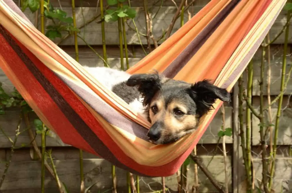dog in camping hammock