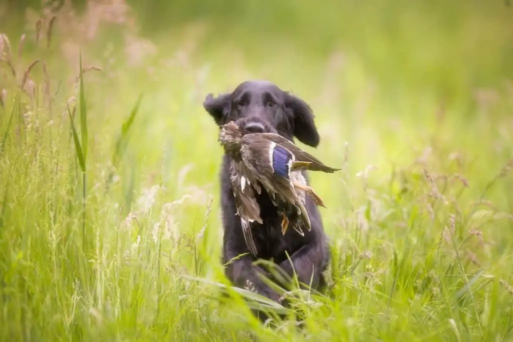 hunting dog retrieving duck