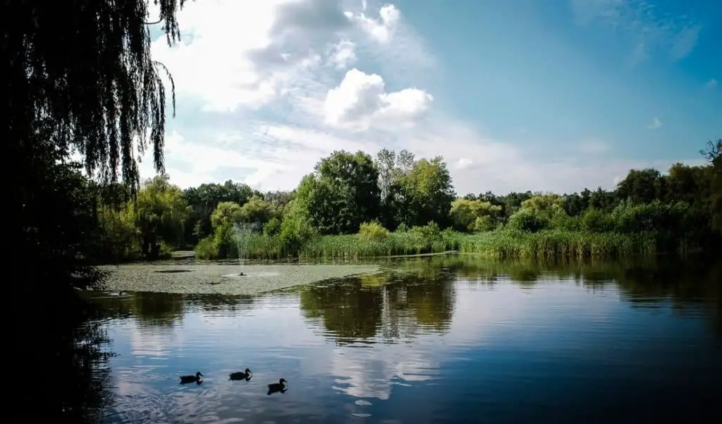 Wetlands with three ducks in water