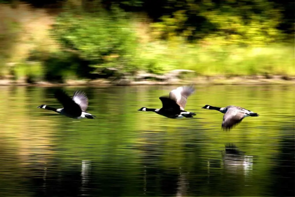 Three flying ducks over lake