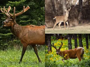 Elk and deer collage