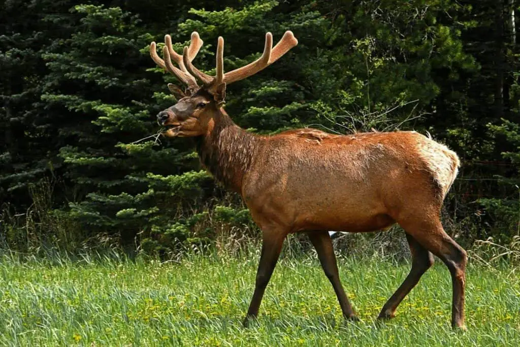 elk in the woods