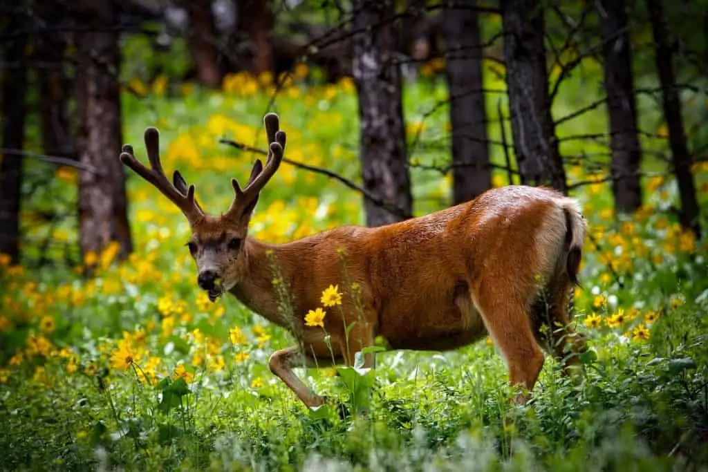 mule deer