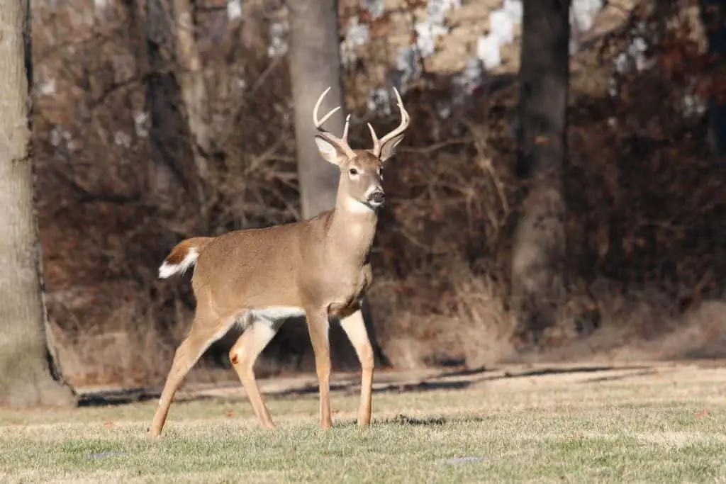 whitetail deer